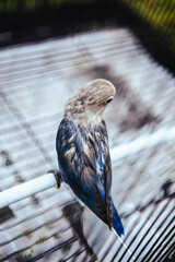 Beautiful Blue and Black Love Birds in Bird Cage. Shoot from top side