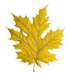 Naklejka na ściany i meble leaf picture maple leaf golden yellow autumn translucent background watercolor painting style