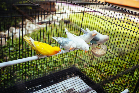 Beautiful Mix colour of Parrots Love Bird sitting on pipe in a birdcage