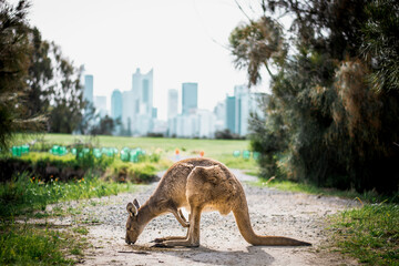 kangaroo in front of a city skyline © Mirko