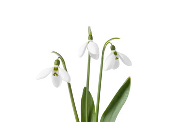 Obraz na płótnie Canvas Beautiful snowdrops isolated on white. Spring flowers