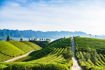 Fototapeta na wymiar Fungus Mountain Tea Garden, Zouma Town, Hefeng County, Enshi, Hubei, China