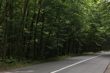 Obraz premium Asphalt road near trees in forest on summer day