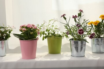 Different beautiful flowers in pots on windowsill