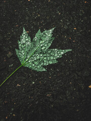 Dark and moody leaf on gravel in the rain.