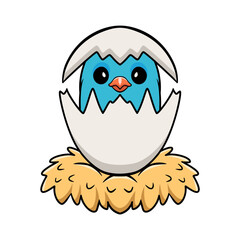 Cute forpus parrotlet bird cartoon inside from egg