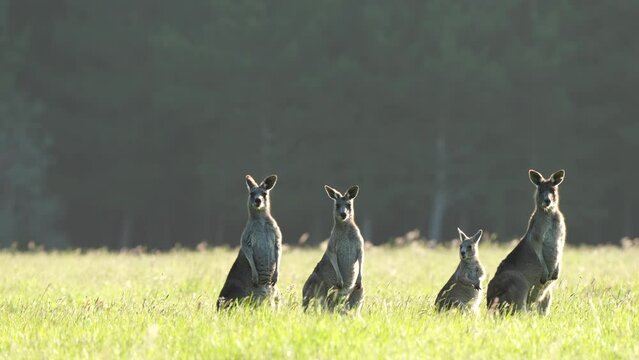 Beautiful kangaroo in the Australian bush, in the blue mountains, nsw. Australian wildlife in a national park in Australia. 