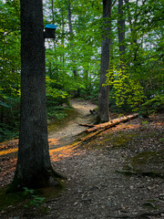 Moody path in the woods.