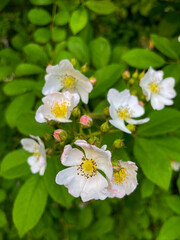 Delicate spring flowers in nature.