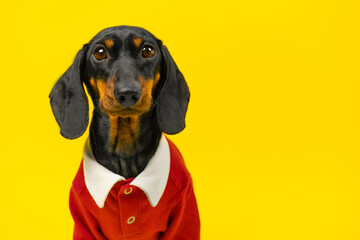 Portrait puzzled dog in red uniform looking upset. Student of private elite school, gifted child, genius. Dachshund puppy in bright clothes petshop advertisement. Image of silly pet of pupil