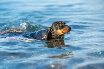 Portrait confused dachshund dog in sea, his ears folded looks frightened, drowning afraid of water....