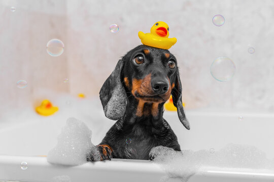 Portrait of cute wet dog in bathroom with yellow rubber duck on his head, foam on his ears, soap bubbles. Grooming, pet hygiene. Bathing babies in bathtub with toys. Ad soap, shampoo care for animal