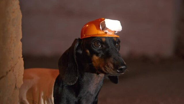 Cute dachshund dog in orange safety helmet with flashlight standing near rock in mine. Curious black animal with long ears in uniform closeup