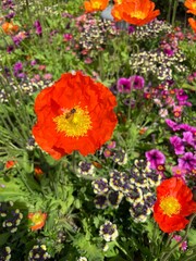 red and yellow flowers in the garden with bee
