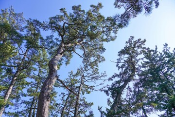 青空バックに見る天橋立の松林の情景