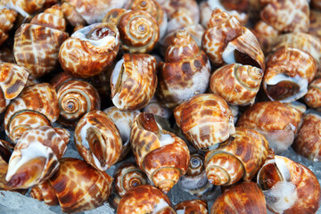 Fresh Sweet Clams, Seafood Popular Thailand Beach Restaurant