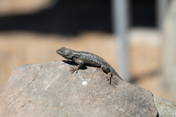 Naklejka na ściany i meble Lizard at a River Camp on the East Fork of the Carson River in California