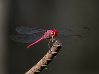 dragonfly on a leaf