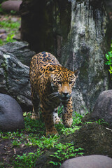 leopardo en el zoologico
