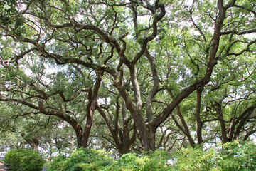 array of oaks