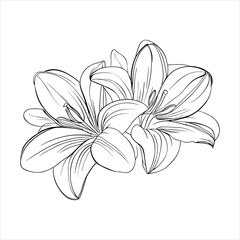 Lily Blossom Standing Out on a White Background