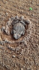 Sapo na areia 