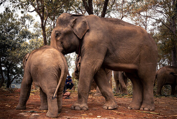 Fototapeta na wymiar Chiang Mai Thai elephant couple from elephant freedom village reserve.