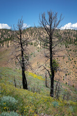 After the Wildfire are blackened trunks and new growth with meadow flowers in California