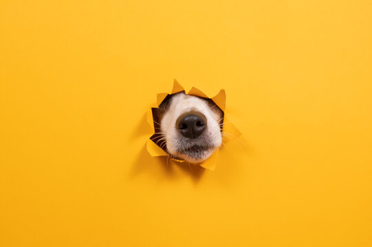 Jack Russell Terrier dog nose sticking out of torn paper orange background. 