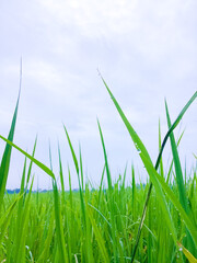 Obraz premium green grass and blue sky