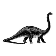 Diplodocus hand drawing vector isolated on background.