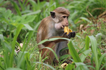baboon sitting on a tree
