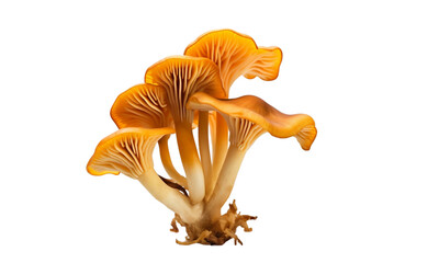 orange mushroom isolated on white