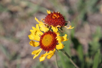 wildflowers in bloom, Jasper National Park, Alberta