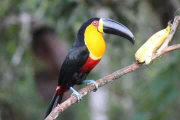 tucano de bico preto