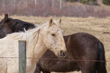 Obraz premium Horse From a Nearby Farm