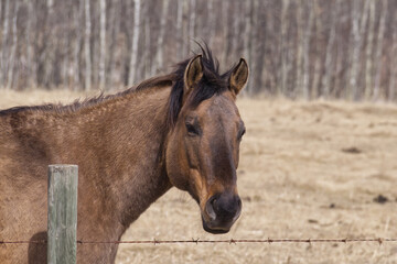 Obraz premium Horse From a Nearby Farm