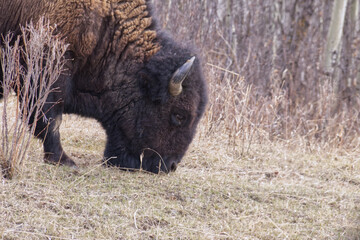 Plains Bison Grazing in Spring