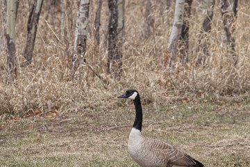 Canada Goose on the Grass
