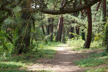 夏の気比の松原　森の中を歩く