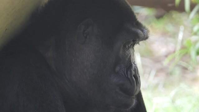 4K Close Up of a Western Lowland Gorilla Face