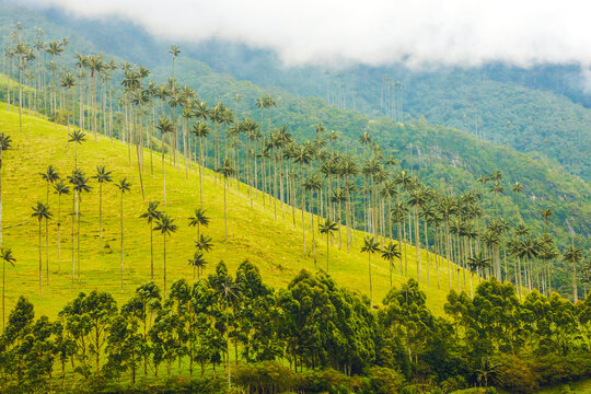 Majestic wax palms in the mountains landscape, cocora valley