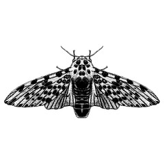 Giant Leopard Moth hand drawing vector isolated on background.
