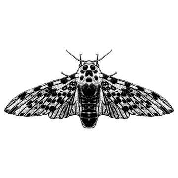 Giant Leopard Moth hand drawing vector isolated on background.