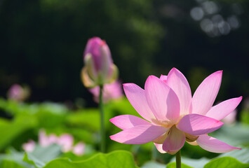 淡いピンクのハスの花