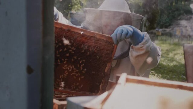 The beekeeper takes out of the hive and holds in his hands a frame with honeycombs of bees. The apiarist examines the swarm. Propolis and pollen production. Business at the apiary, colony care