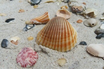 Seashells on the beach in Atlantic coast of North Florida