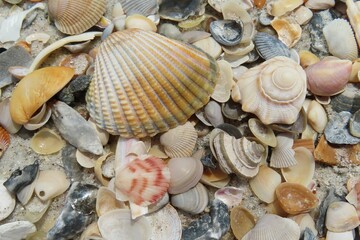 Seashells on the beach in Atlantic coast of North Florida