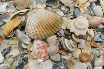 Beautiful seashells on the beach in Atlantic coast of North Florida