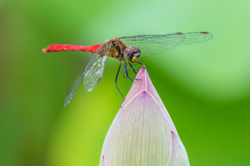 蓮の花のつぼみにとまったヒメアカネ © 福田 浩志 - Koji Fukuta
